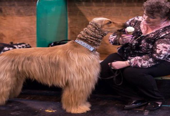 Lomba Kecantikan Anjing Di Inggris